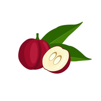 Vector illustration of Phaleria fruit, scientific name Phaleria macrocarpa, isolated on white background.