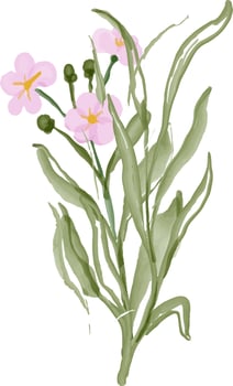 watercolor flowers and leaves for design. vector