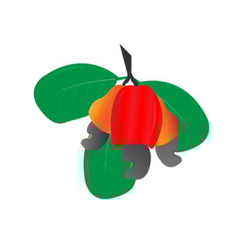 cute cashew fruit illustration design vector