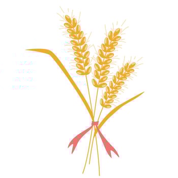 Wheat. Oatmeal bouquet. Wheat spikelets. Wheat, rye, rye ear, symbol of farming, bread, harvest. Whole stems, an organic vegetarian element of food packaging. Vector flat illustration.
