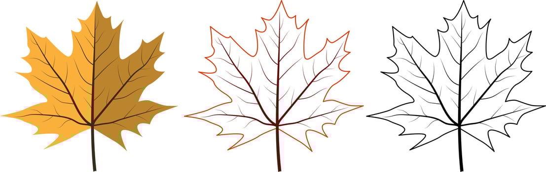 Set of different maple leaves. Includes colorful, contour and black outline leaves. vector