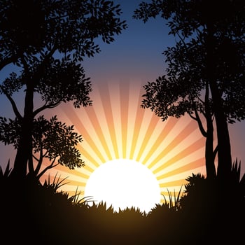 Forest silhouette illustration with sunrise vector