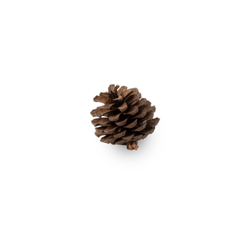 Pine cone cutout, Png file