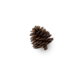 Pine cone cutout, Png file