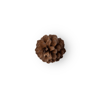 Pine cone cutout, Png file