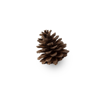 Pine cone cutout, Png file