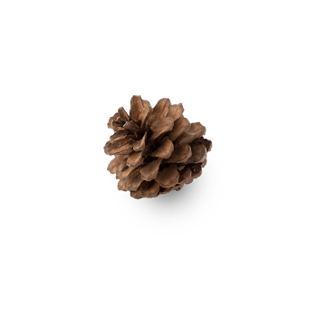Pine cone cutout, Png file