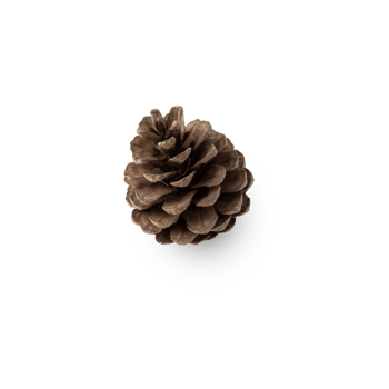 Pine cone cutout, Png file