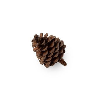 Pine cone cutout, Png file