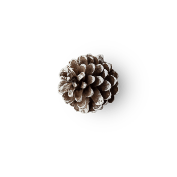 Snow pine cone cutout, Png file