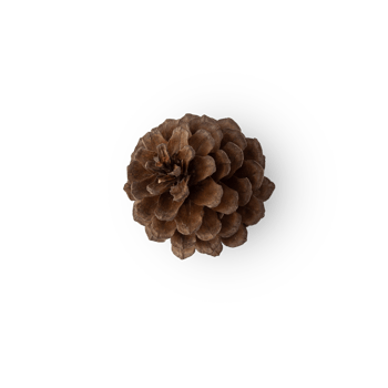 Pine cone cutout, Png file
