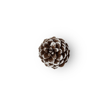 Snow pine cone cutout, Png file