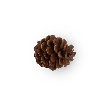 Pine cone cutout, Png file