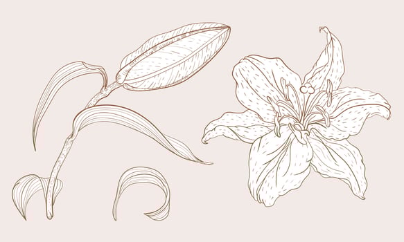 Asian Oriental Lily bud and flower in vintage sketching style vector