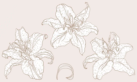 Oriental Lily three flowers in the vintage line art style vector