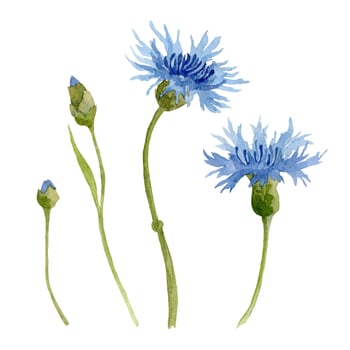 Watercolor blue Cornflower. Hand drawn vector set with Mountain Bluet Flowers. Illustration of Knapweed on white isolated background. Drawing for wedding design or invitation cards