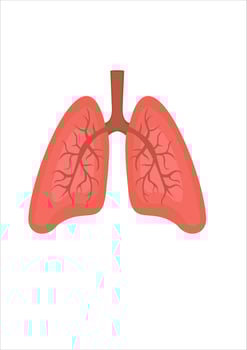 vector illustration of lungs. human body parts. respirator