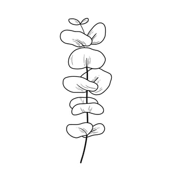 Eucaliptus branch line art drawing. Vector outline illustration with eucalyptus leaves isolated on white. Botanical plant