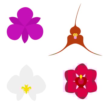 Orchid with colorful flowers 4 kinds of flowers. Realistic image set in vector illustration in red, white, brown, purple colors. Isolated on a white background.