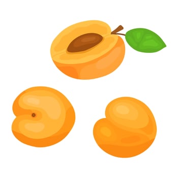 Cartoon ripe whole peaches with shadows and half. Sweet exotic food in a cut for healthy food on isolated background. vector