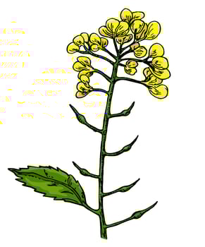 Mustard plant branch vector drawing. Botanical flower illustration. Vintage hand drawn spice sketch. Herbal seasoning ingredient, culinary and cooking flavor.