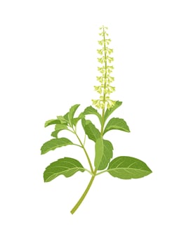Vector illustration of Ocimum tenuiflorum, known as holy basil or tulsi, isolated on white background.