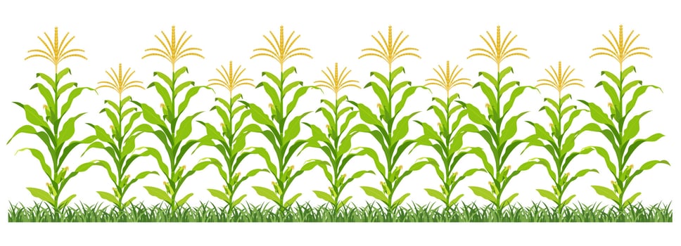 Corn plantation. Vector illustration of sweet corn sprouting in field.