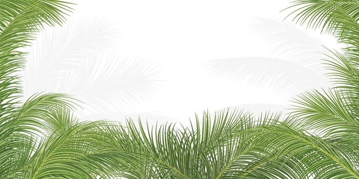 palm branch, coconut leaf, tropical plant vector