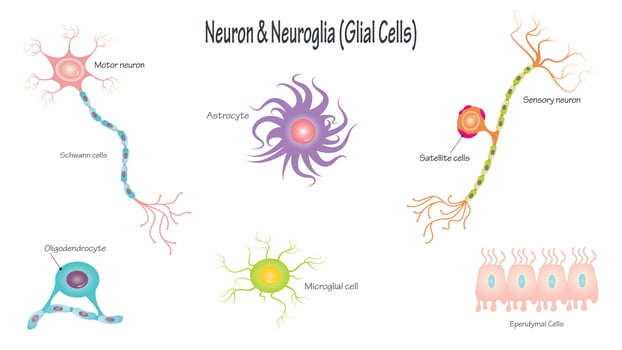 Neuron and Neuroglial Cells vector