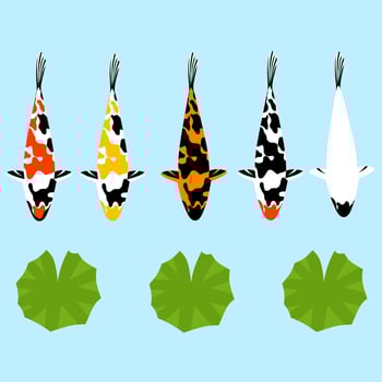 Vector illustration of a set of koi fish and lotus. Japanese koi goldfish with various colors. asian chinese carp. Printable oriental background and great for home decor.