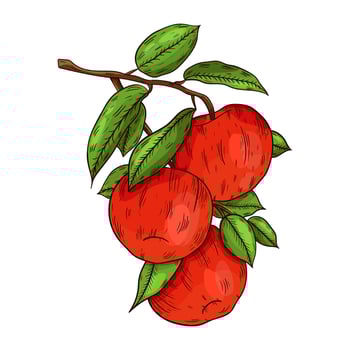 Apple on a branch, hand-drawn, on a white background, vector illustration