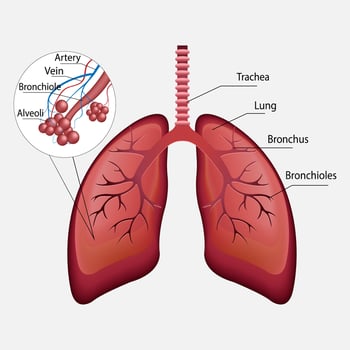 3d vector human respiratory system, lungs, alveoli. Anatomy of the nasal throttle of the larynx. Parts of the human body. Anatomy illustration. Vector.