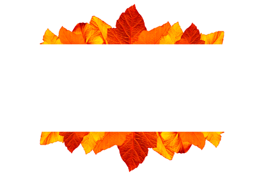 leaves on top view isolated background png