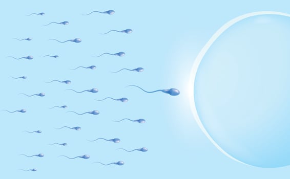Penetration of spermatozoa into the female egg. Medical information poster. Vector illustration