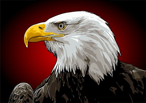 white neck eagle vector