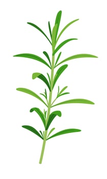 Rosemary sprigs icon in flat style isolated on white background. Ayurvedic medical plant. Herb for health. Vector illustration.
