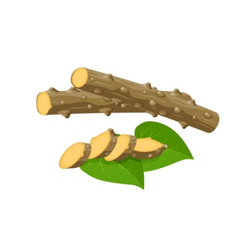 Vector illustration, Guduchi or Tinospora cordifolia, with fresh slices and leaves, ayurvedic herbal plant, isolated on white background.