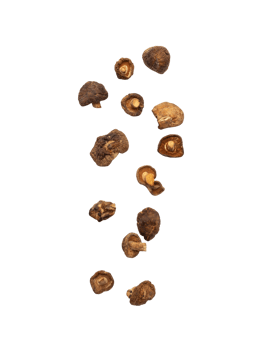 Falling shiitake mushroom cutout, Png file