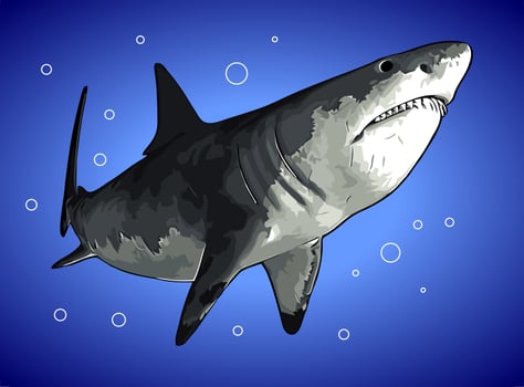 white shark watching prey vector