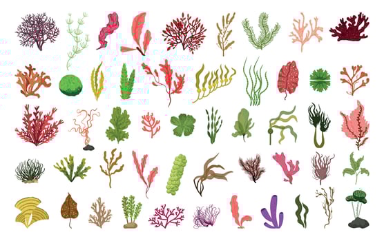 Set of Algae vector