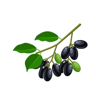 Vector illustration, Jambolan plum or Javanese plum, scientific name Syzygium cumini, isolated on a white background, exotic fruit as a medicinal herb.