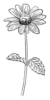 VECTOR DRAWING OF A BLACK FLOWERING RUDBECKIA ON A WHITE BACKGROUND