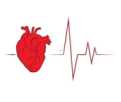 Red anatomical heart with a cardiogram. Heart icon for medical facilities. Abstract background that represents a healthy heart, life, heart medicine. vector