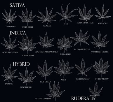 Types of weed. Sativa, Indica, Hybrid and Ruderalis cannabis leaves in black outline for use in medicine and cosmetology. vector