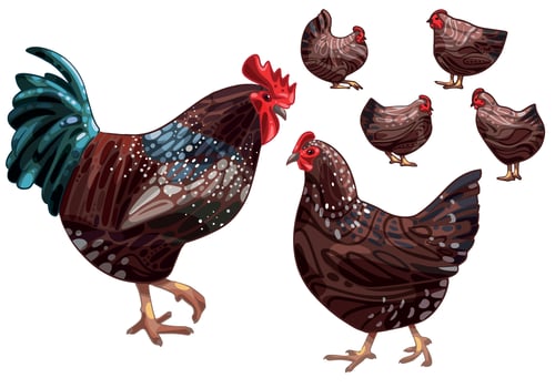 The hand drawn set of chicken. The breed of brown sussex vector