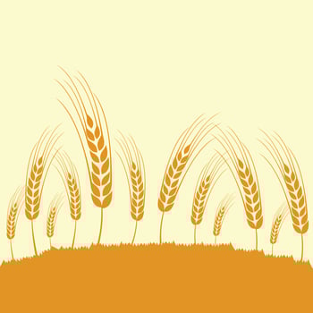 ready-to-harvest wheat plant design vector
