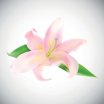 Realistic Pink Lily Vector Illustration
