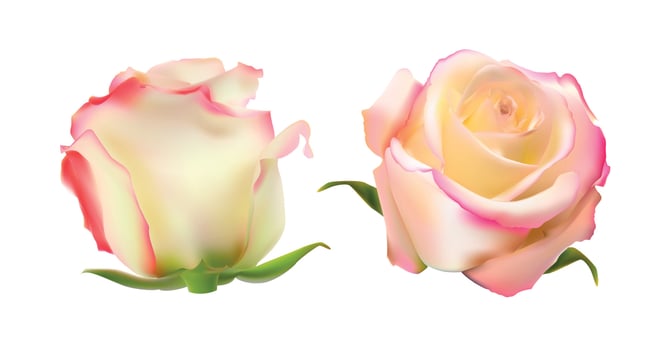 Realistic Rose High Quality Vector Illustration