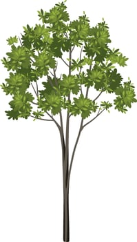 Isolated tree on white background vector