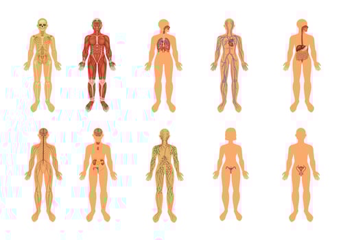 Human Body Organ Systems Colored Icon Set vector